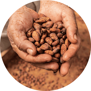 Was sind Kakaoflavanole?